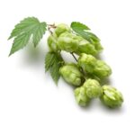 Hop